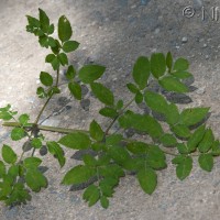 Angelica, Wild Angelica